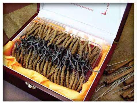 绛县冬虫夏草回收